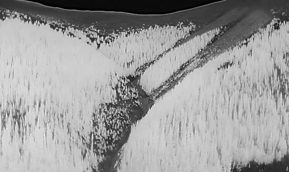 Infrared image showing two large avalanches on a slope in between forest.